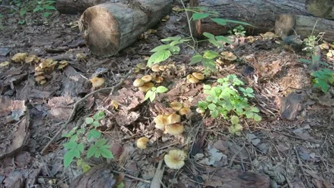 False honey bees in the forest 스톡 동영상 147348032