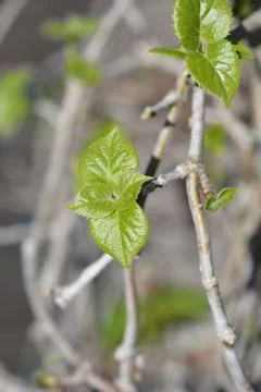 False hydrangea Moonlight Stock Photos