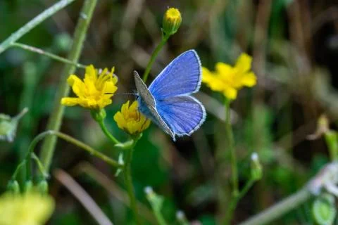 False idas Stock Photos