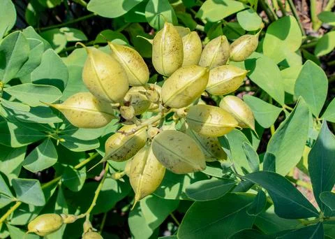 False-indigo-seed-pods Stock Photos