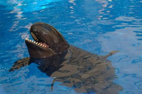 False Killer Whale Stock Photos