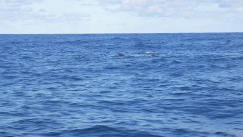 False Killer whales Stock Footage 86997308