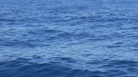 False Killer whales Stock Footage 87000099