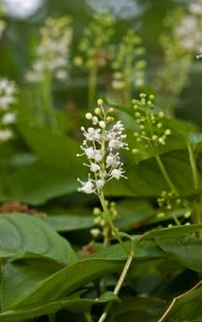 False lily of the valley Stock Photos