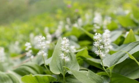 False Lily valley. Fotos Stock