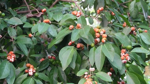 False lime shrub Stock Footage 342261628