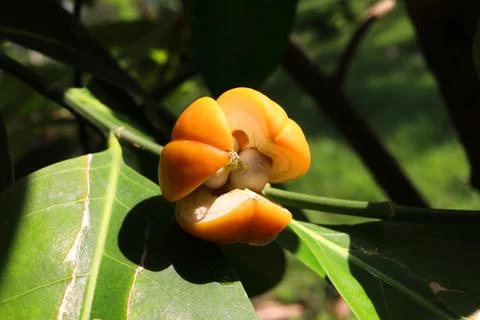 False lime tree's ripe fruit. Stock Photos