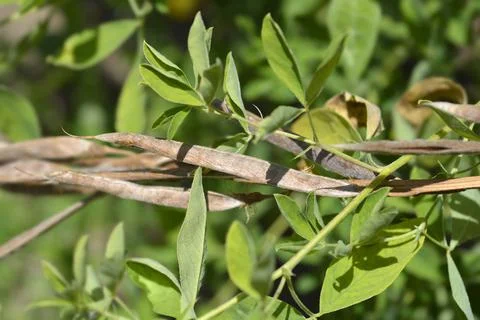 False lupine Stock Photos