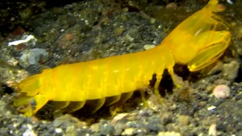 False Mantis (Pseudosquilla ciliata) Lembeh strait Indonesia Video stock 78840569