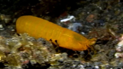 False Mantis (Pseudosquilla ciliata) making home on the sand Video stock 91094864