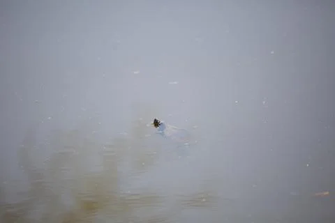 False Map Turtle Stock Photos