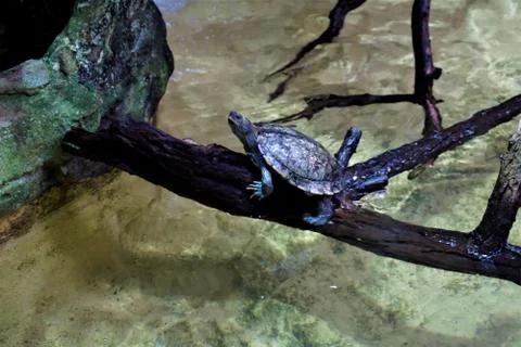 False map turtle sitting on a branch Stock Photos