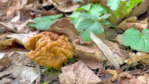 False morel Stock Footage 302722454