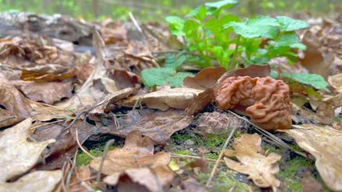 False morel mushroom Stock Footage 302721403