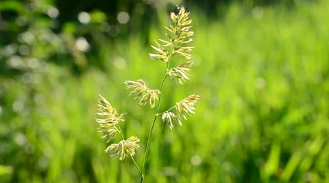 False oat grass panicle swaying on blurred green background Stock Footage 50746648