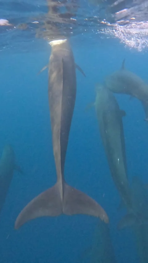 False orcas very close Stock Footage 315113471