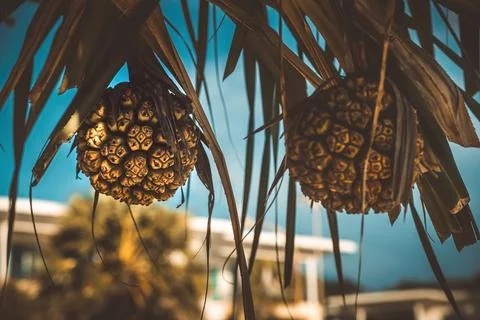 A false pineapple on a palm tree. Stock Photos