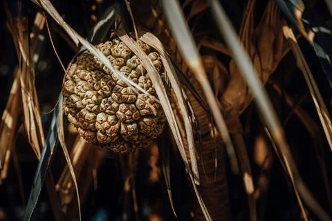 A false pineapple on a palm tree. Stock Photos