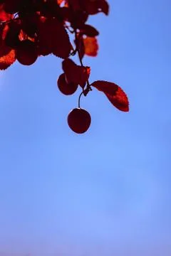 False plum tree fruit with garnet hue with orange, garnet and reddish leaves Stock Photos