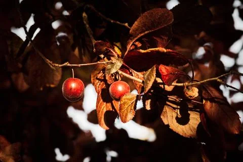 False plum tree with fruit with garnet hue and orange, garnet and reddish lea Stock Photos