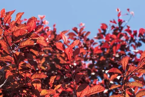 False plum tree with garnet hue with orange, garnet and reddish leaves making Stock Photos