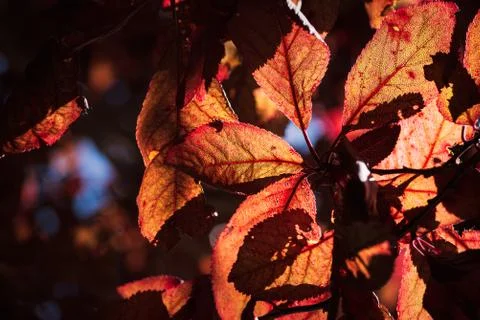 False plum tree with garnet hue with orange, garnet and reddish leaves making Stock Photos
