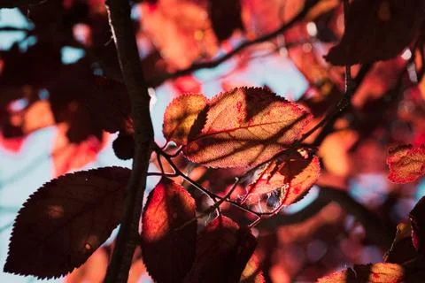 False plum tree with garnet hue with orange, garnet and reddish leaves making Stock Photos