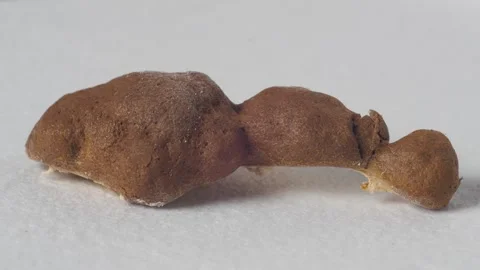 False puffball Stock Footage 312185066