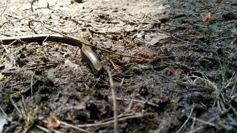 False snake. Breaking spindle. Anguis fragilis. lizard of the family Vera Stock Footage 110782568