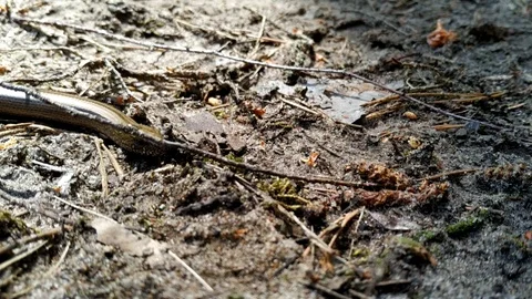 False snake. Breaking spindle. Anguis fragilis. lizard of the family Vera Video stock 110782639