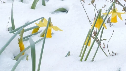 False start. Stock Footage 86527515