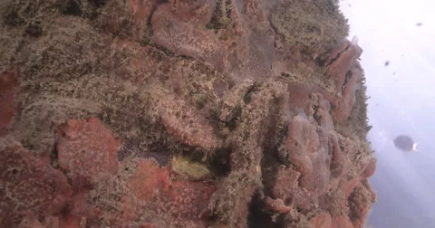 False stonefish ambush predator waiting, Centrogenys vaigiensis, 4K UltraHD, Stock Footage 61927036