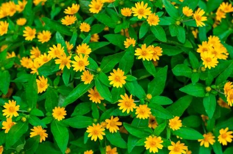 False Sunflower Stock Photos