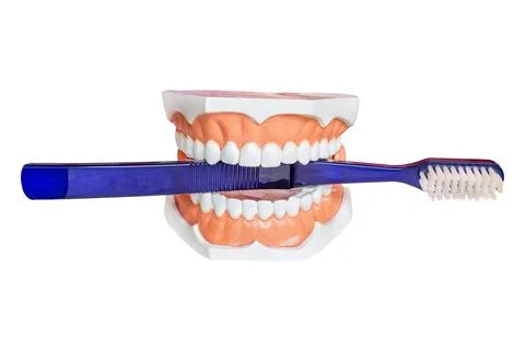 False teeth holding a blue toothbrush isolated on a white background Stock Photos