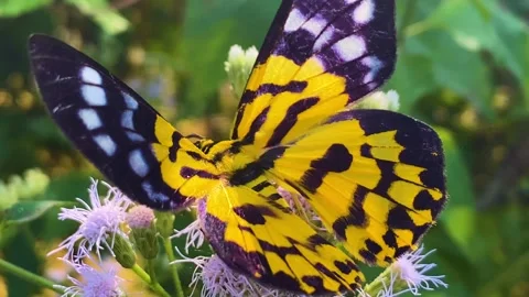 False Tiger Moth butterfly collecting nectar on Siam Weed flower. Stock Footage 331904365