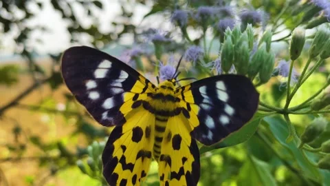 False Tiger Moth (Dysphania militaris) sitting on Siam Weed (Jack in the Bush) Video stock 328962804