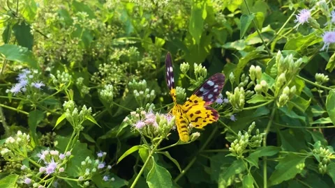 A False Tiger Moth lands on blooming Jack-in-the-Bush flowers, its vivid yellow Stock Footage 323259730