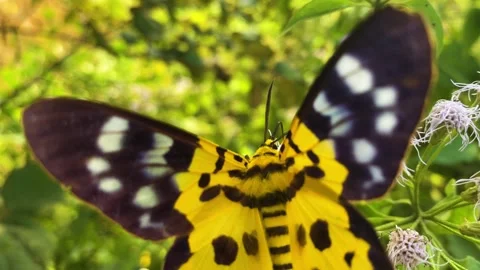 False tiger moth or butterfly seated on flowers in bangladesh, south asia. Stock Footage 331581572