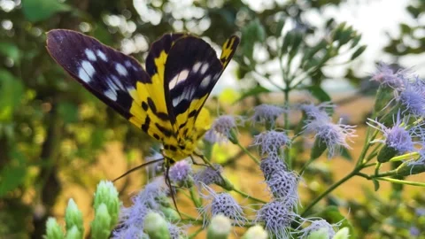 False Tiger Moth resting on colourful Siam weed flower swaying in the breeze Stock Footage 322738762