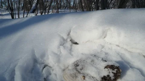 A false tinder helping with lung diseases grew on a fallen birch trunk. Video stock 169400060