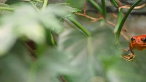 The false tomato frog Dyscophus guineti Видео 103053044