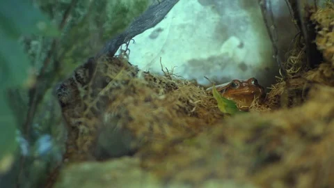 The false tomato frog Dyscophus guineti Stock Footage 103053182