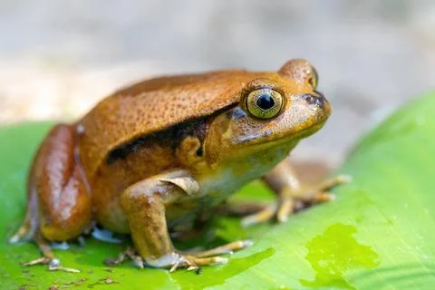 False Tomato Frog, Dyscophus Guineti, Madagascar Stock Photos