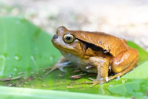False Tomato Frog, Dyscophus Guineti, Madagascar wildlife Stock Photos