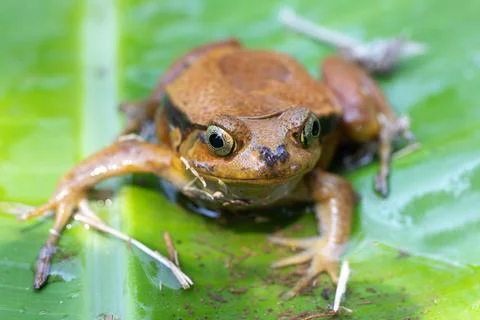False Tomato Frog, Dyscophus Guineti, Madagascar wildlife Stock Photos