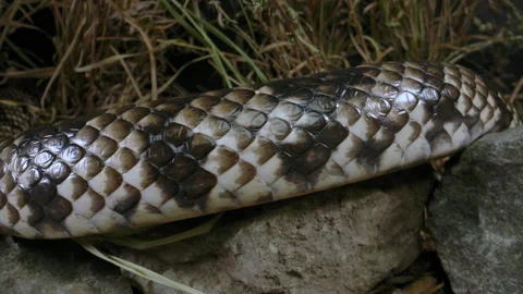 False water cobra brazillian smoth snake slithering on rocks Stock Footage 152853813