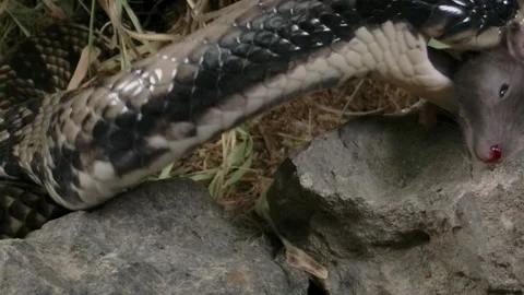 False water cobra eating a mouse side profile Stock Footage 152853832