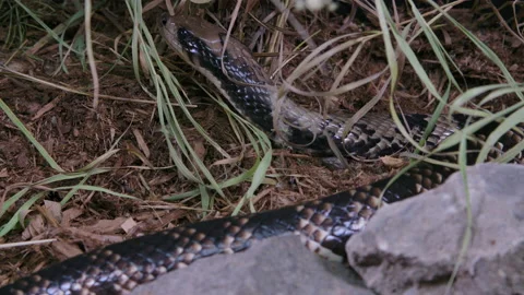 False water cobra hooding making itself look like a cobra Stock Footage 152867048