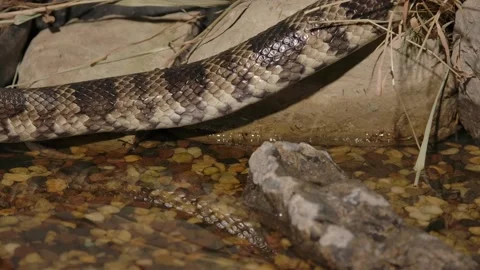 False water cobra slithering with reflection in creek Stock Footage 170836723