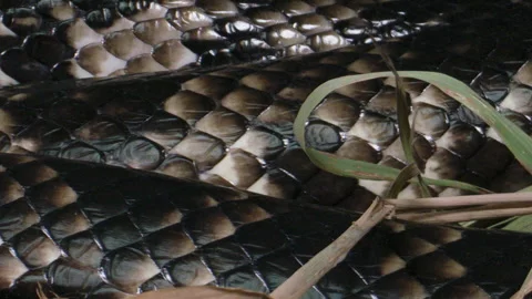 False water cobra slithering scales in natural setting - Brazilian smooth Stock Footage 152800855